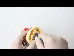 Zahnstudien-Zahnmodell, Zahnklinik, 28 Zähne mit Schraube, Zahnrestaurations-Kiefermodell für Sie