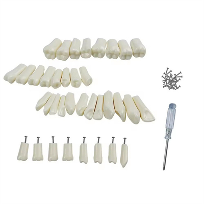 Standard Zahnärztliche Übung Zähne Zahnärztliche Schüler Ausbildung Zähne 28pcs/32pcs Harz Dauerzähne