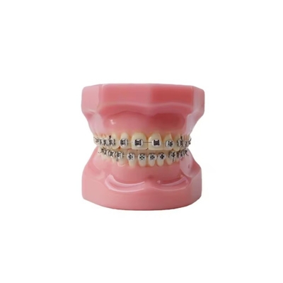 Dental Typedont Zahnmodell zur Vorbereitung Zahnmedizinischer Orthopädie Modell