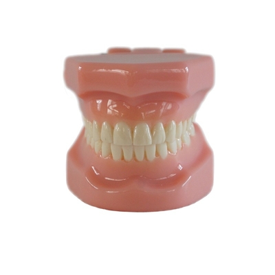 Dental Typedont Zahnmodell zur Vorbereitung Zahnmedizinischer Orthopädie Modell