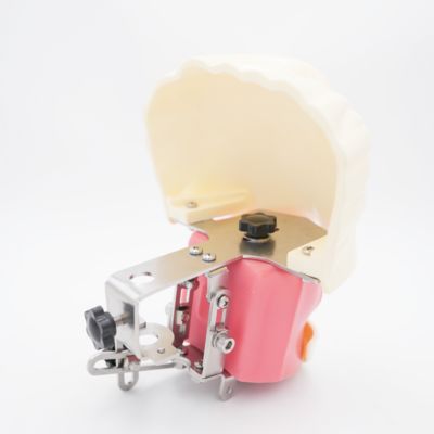 Fortgeschrittenes orales Phantomkopf-Zahnlehrmodell, Zahnmedizinstudium, Desktop-Übung, zahnärztlicher Trainingssimulator