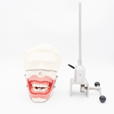 Zahnarztliche Anästhesie Extraktionsmodell Zahnärztliche Schule Anästhesie Injektionsschulungsmodell Oral Anästhesie Simulator System
