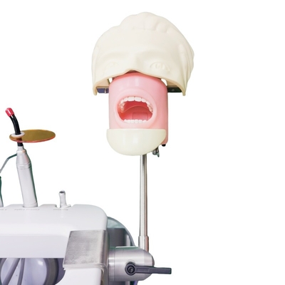 Zahnmedizinische Fakultät Phantom Head für Zahnmedizinische Studenten Studienmodell Zahnmedizinische Phantom Head Einheit