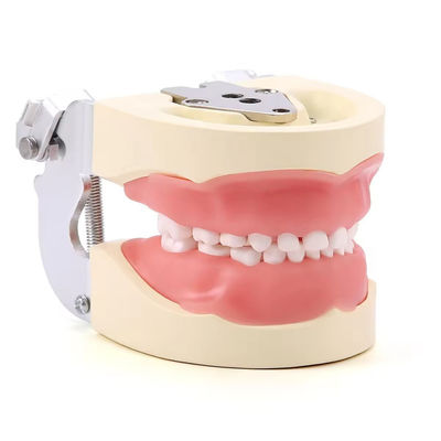 Abnehmbare 24 Stück Kinder Zahnmodell Harz gemacht Training Kinder Zahn Praxis Modell